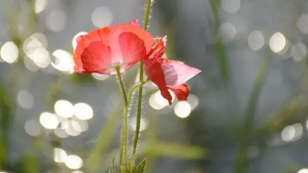 小暑节气诗句简短