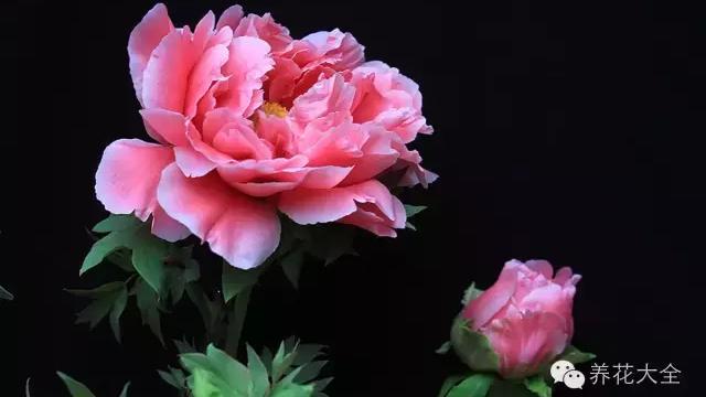 中国十大名花