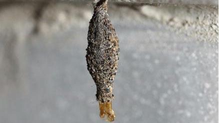 衣蛾幼虫对人有危害吗