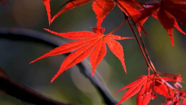 紅葉題詩句