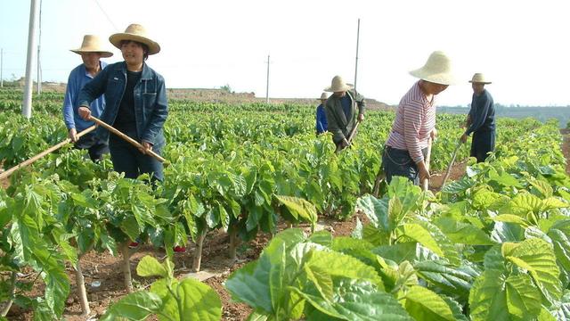 桑树根外施肥的作用及技术