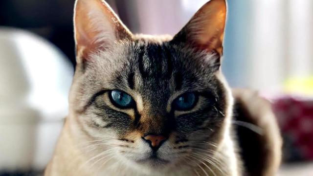 小猫怎么养