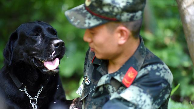 军犬黑子主要内容