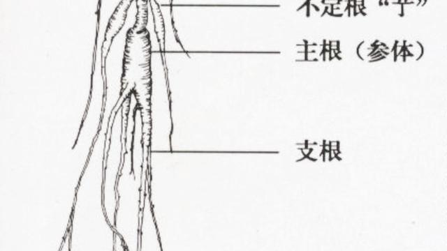 人参的真伪鉴定方法研究进展