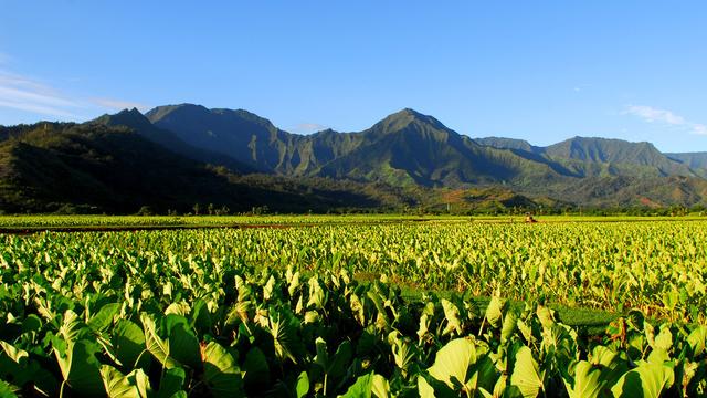 农民香芋套种技术管理论文