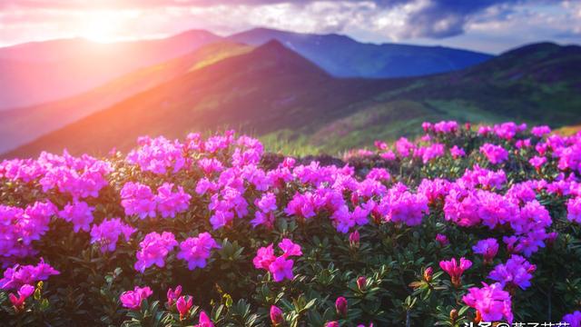 杜鹃花的诗句唯美
