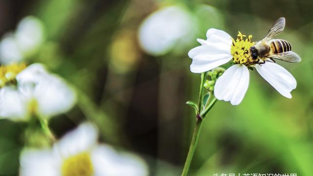 泰戈尔经典诗歌生如夏花