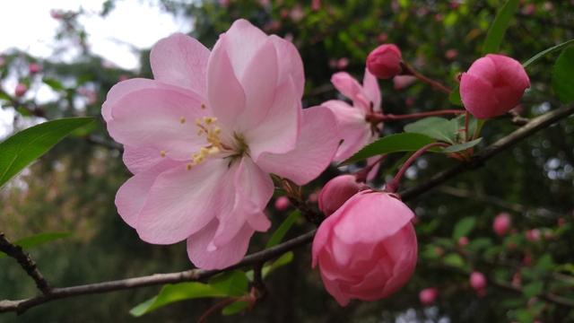 八棱海棠什么时候开花