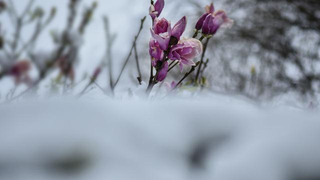 雪景的作文10篇