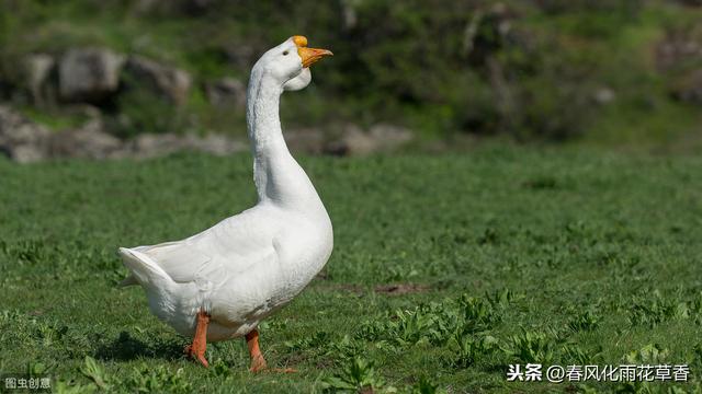 白鹅的好词好句好段摘抄