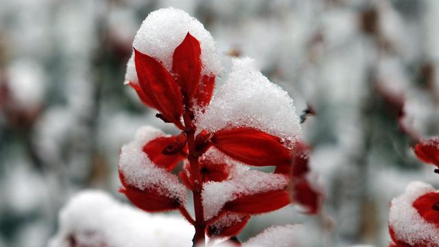 實寫雪的詩句