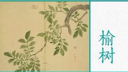關于草木植物的詩句