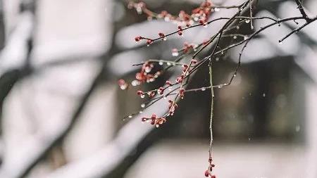 咏梅的古诗词