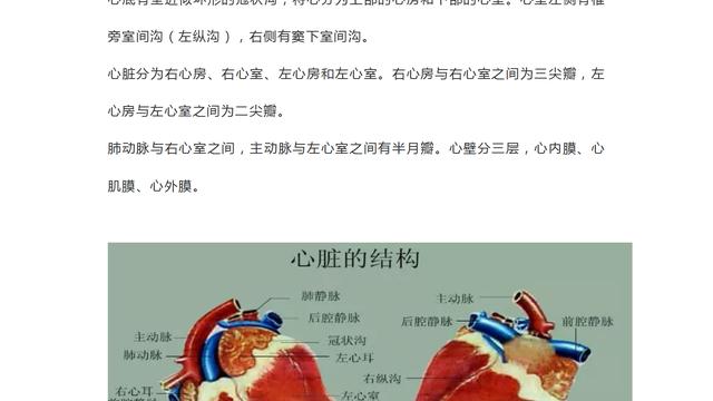 初一生物心脏知识点