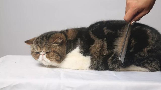 怎么给猫梳毛