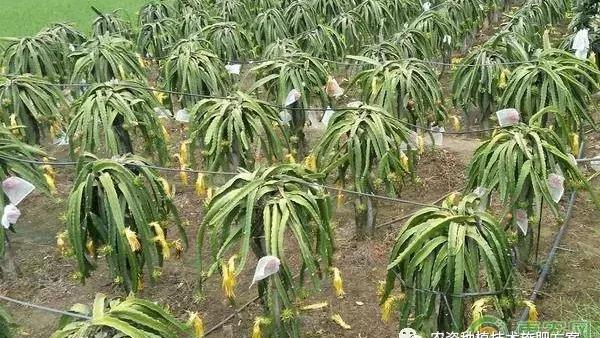 火龙果冬季施肥的正确方法