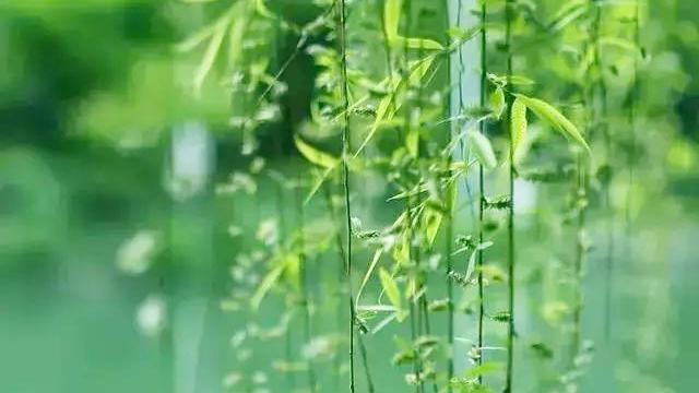 借柳抒情的诗句