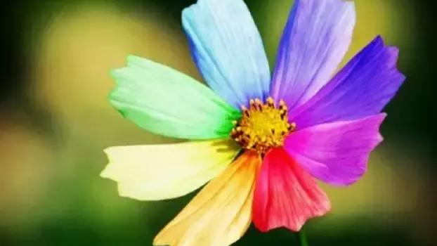 七色花作文大全