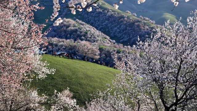 《杏花》古诗鉴赏