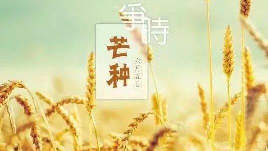 芒种诗句古诗大全