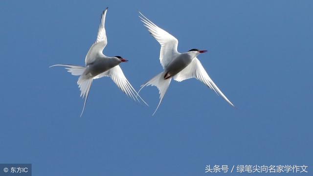 白居易的白鹭古诗赏析