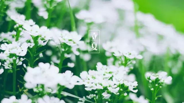关于立夏的诗句有哪些