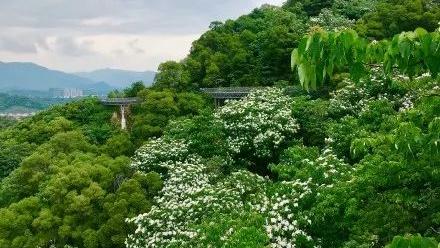 四月去台湾赏油桐花海