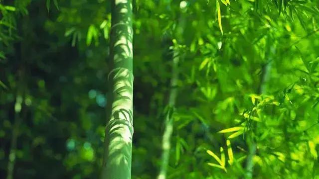 赞美竹子的诗句