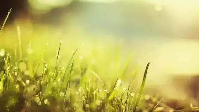 芒种古诗