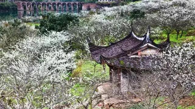 永泰红芽芋早熟栽培技术