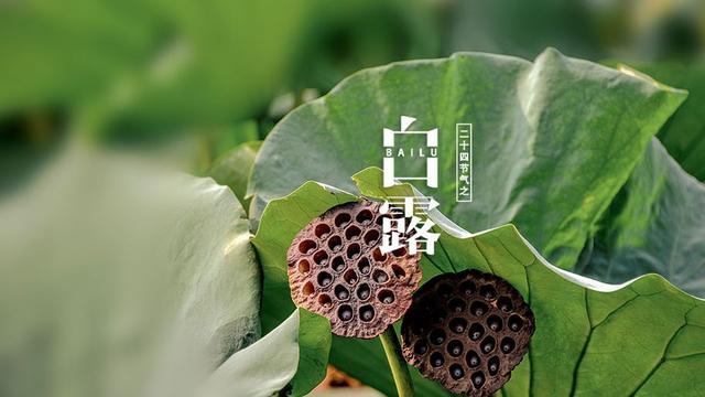 关于白露的诗句有哪些