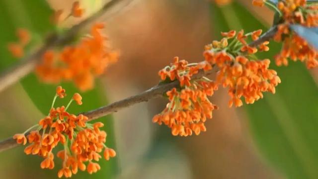 桂花似金的诗句
