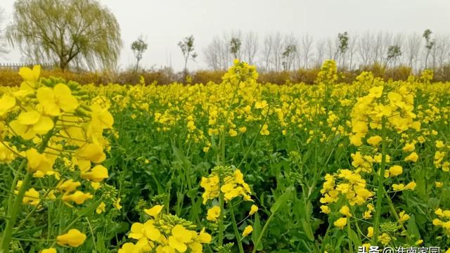 华东白洋淀 淮南焦岗湖