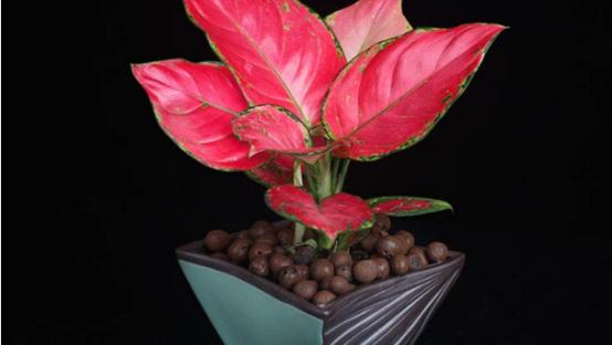 1,选择合适土壤养殖吉祥如意花时一定要选择合适的土壤,虽然这种植物