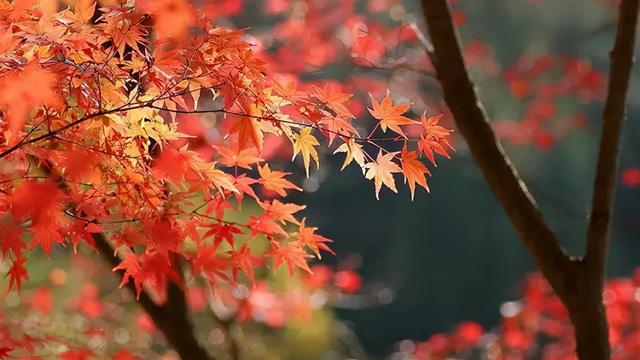 寒露节气的诗句大全