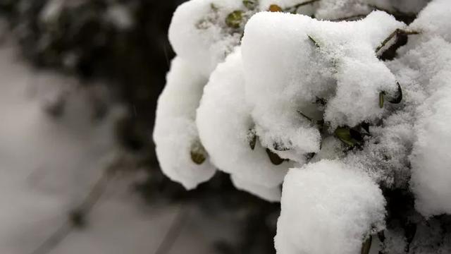 春日飘雪作文