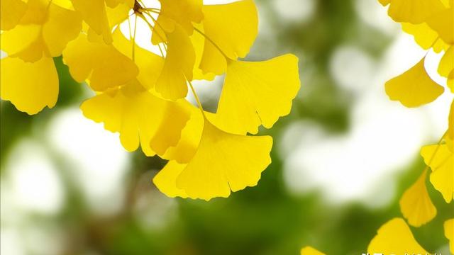 爱国诗词大全500首下载
