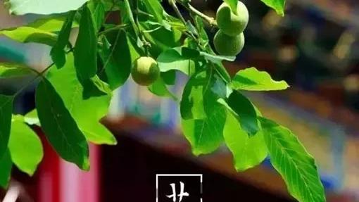 最美芒种下雨诗句