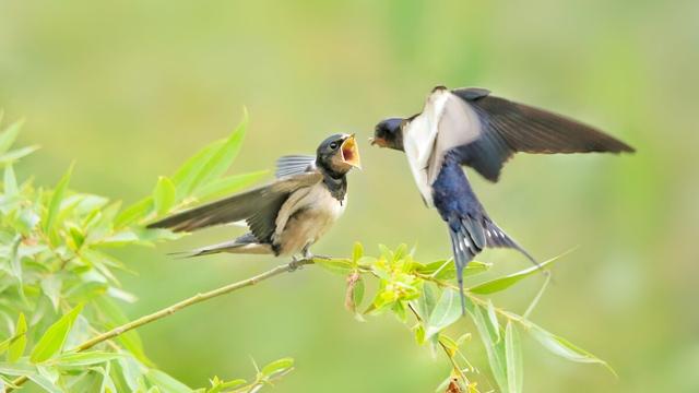 钱塘湖春行翻译10篇