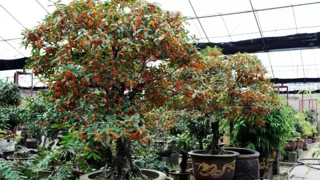 四季桂花多长时间一开花