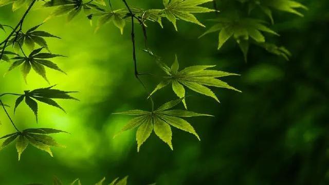 关爱孤寡老人的英语作文精选