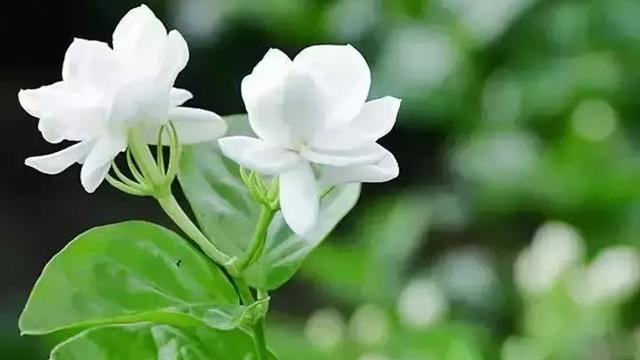 描寫茉莉花的優美詩句