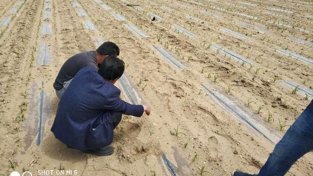 谈盐碱地土壤改良