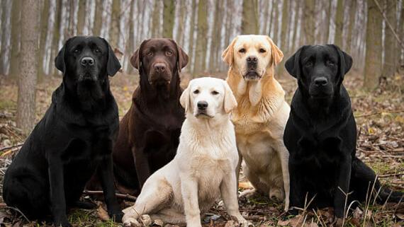 拉布拉多犬性格怎样