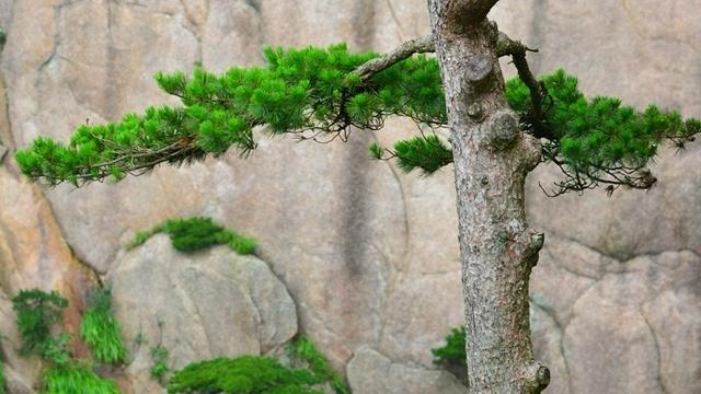 植树节的诗句10篇