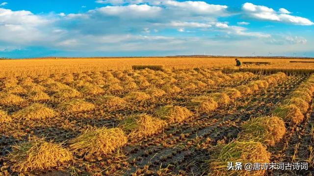 关于芒种的诗句古诗