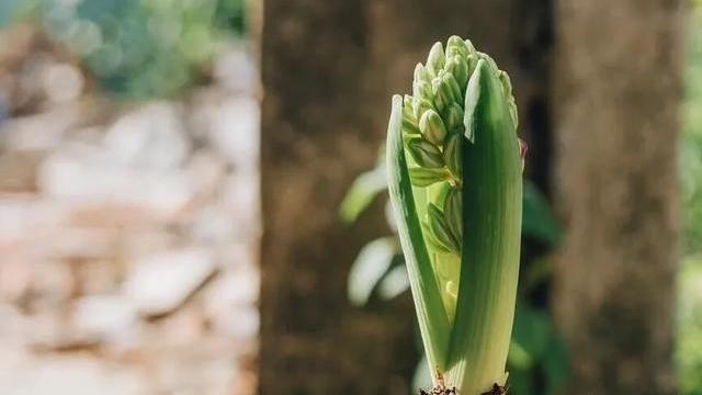 小石潭记寂寥无人赏析