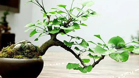 如何把银杏树盆景种植好 银杏树盆栽怎么种植
