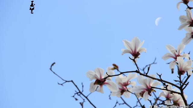 李白关于月亮的古诗330首