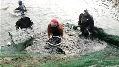 鱼塘租赁合同